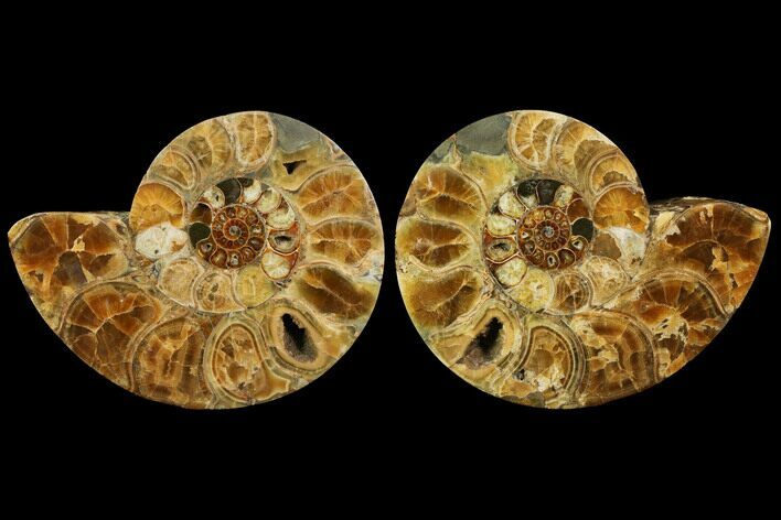 Honey-Orange Ammonite (Argonauticeras) - Befandriana, Madagascar #113740